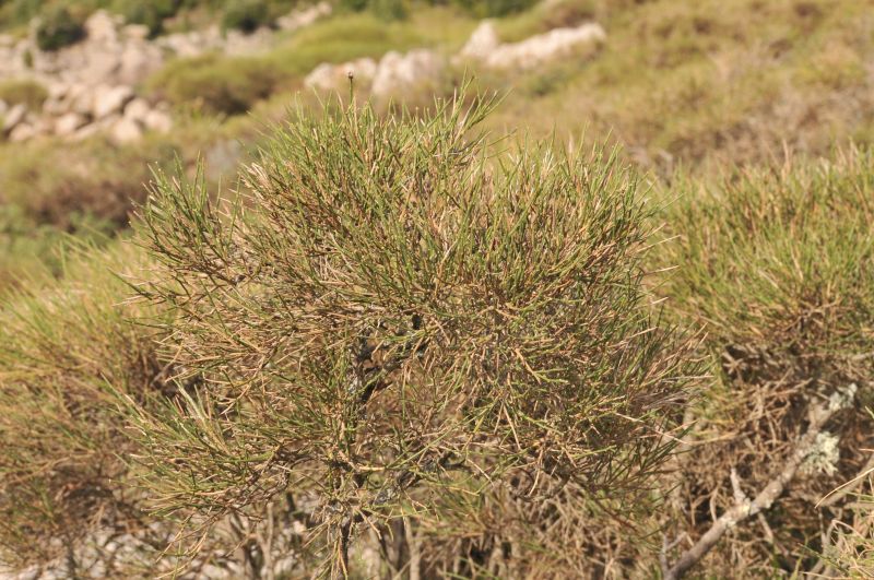 Genista salzmannii